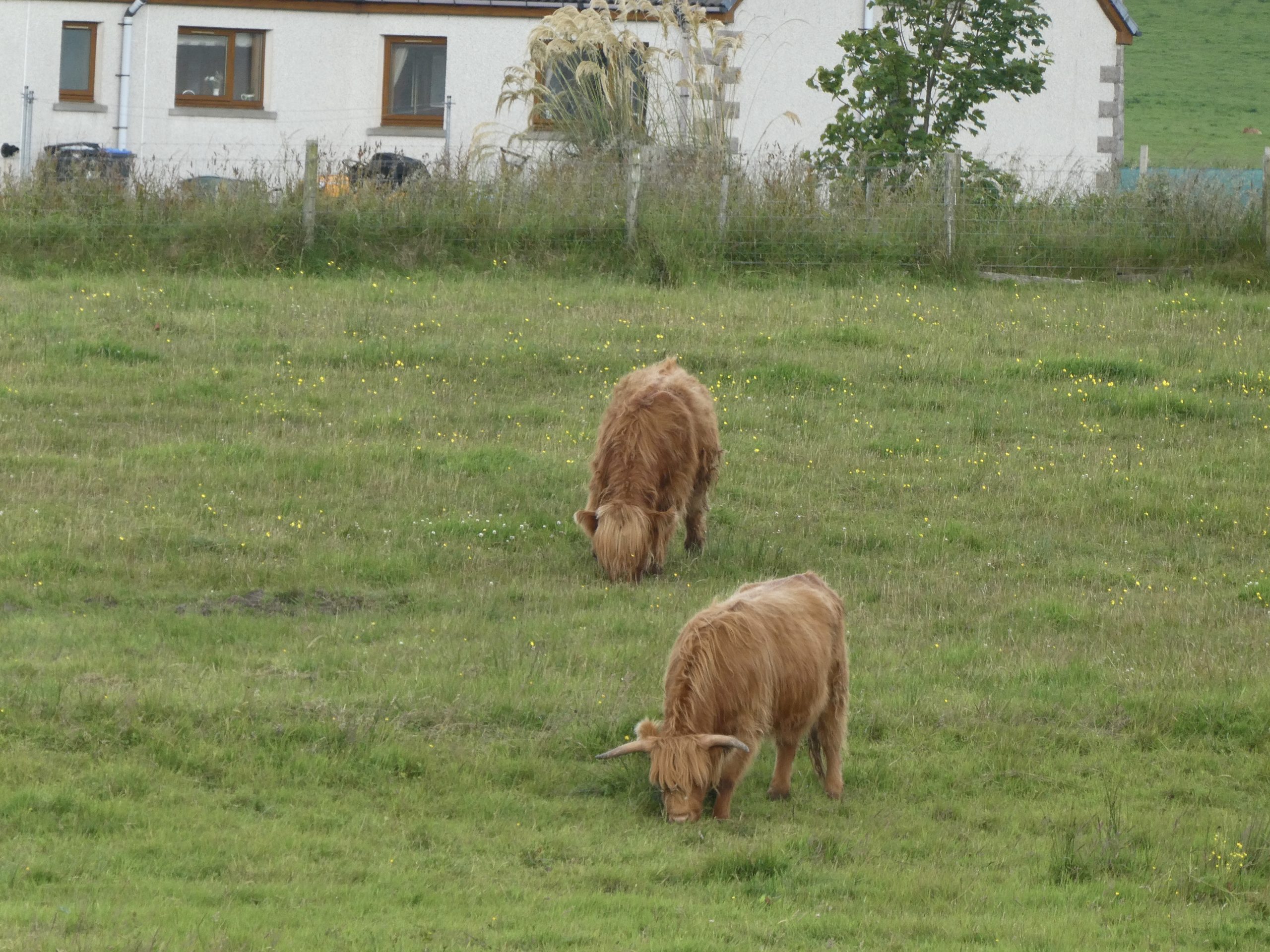 Photo: Highland cows in a field, closing photo